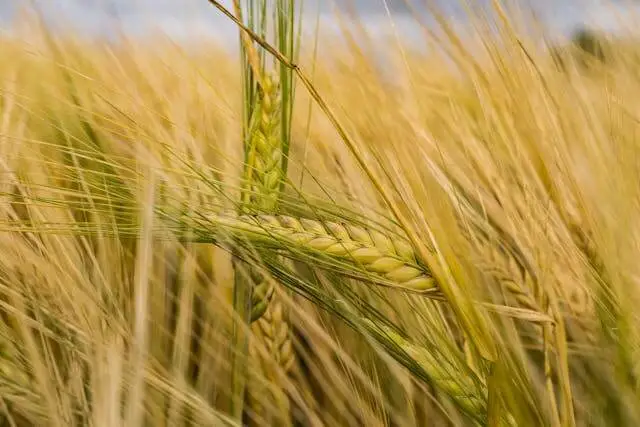 Măsuri UE: Tarife mai mari pentru cerealele rusești și belaruse.